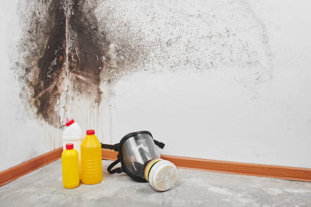 Best Certified Mold Removal  in Kaysville, UT