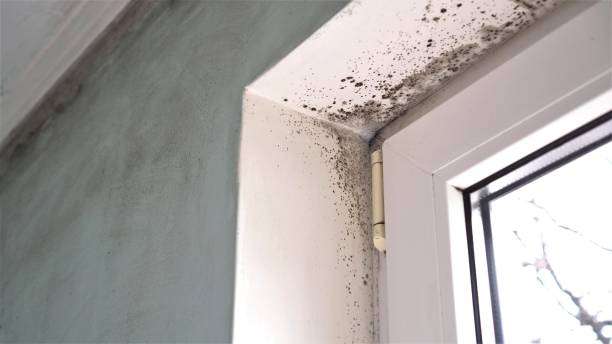 Best Mold Remediation Services  in Kaysville, UT