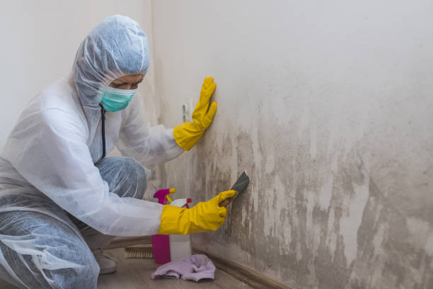 Mold Removal and Inspection in Kaysville, UT