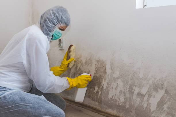 Best Mold Remediation  in Kaysville, UT