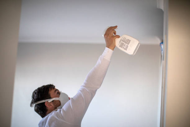 Best Black Mold Removal  in Kaysville, UT