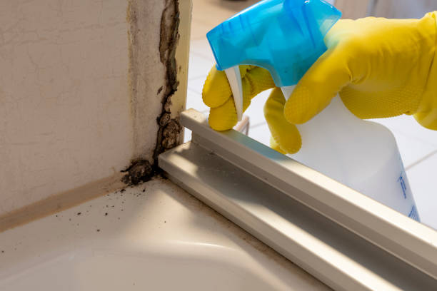 Best Mold Cleaning Services  in Kaysville, UT
