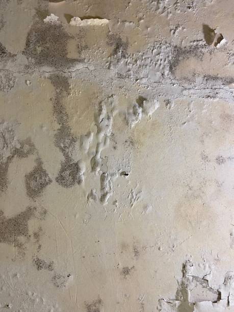 Trusted Kaysville, UT Mold Removal Experts