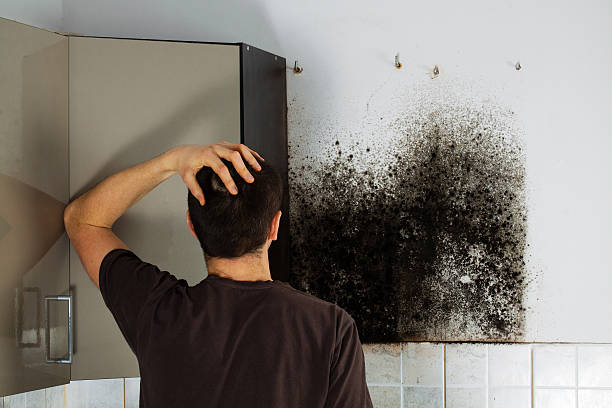 Best Crawl Space Mold Removal  in Kaysville, UT