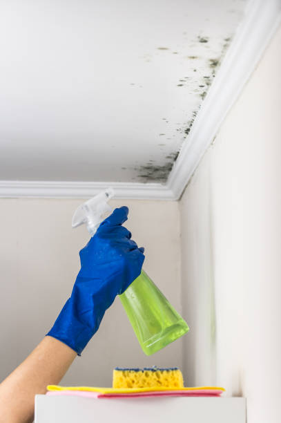 Best Residential Mold Removal  in Kaysville, UT